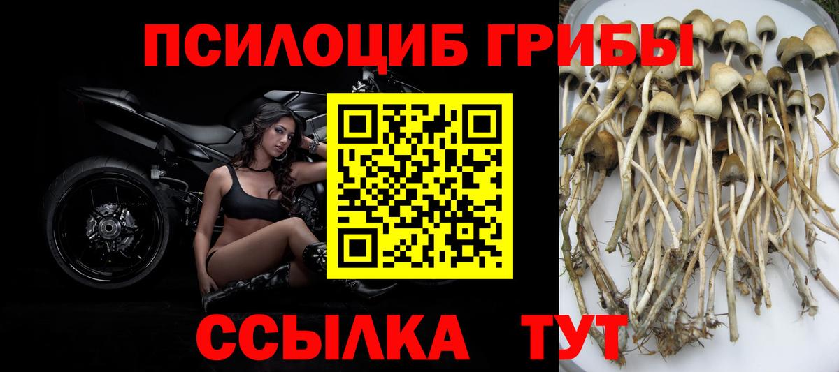 Псилоцибиновые грибы Psilocybine cubensis  Вход с VPN  Михайловка 